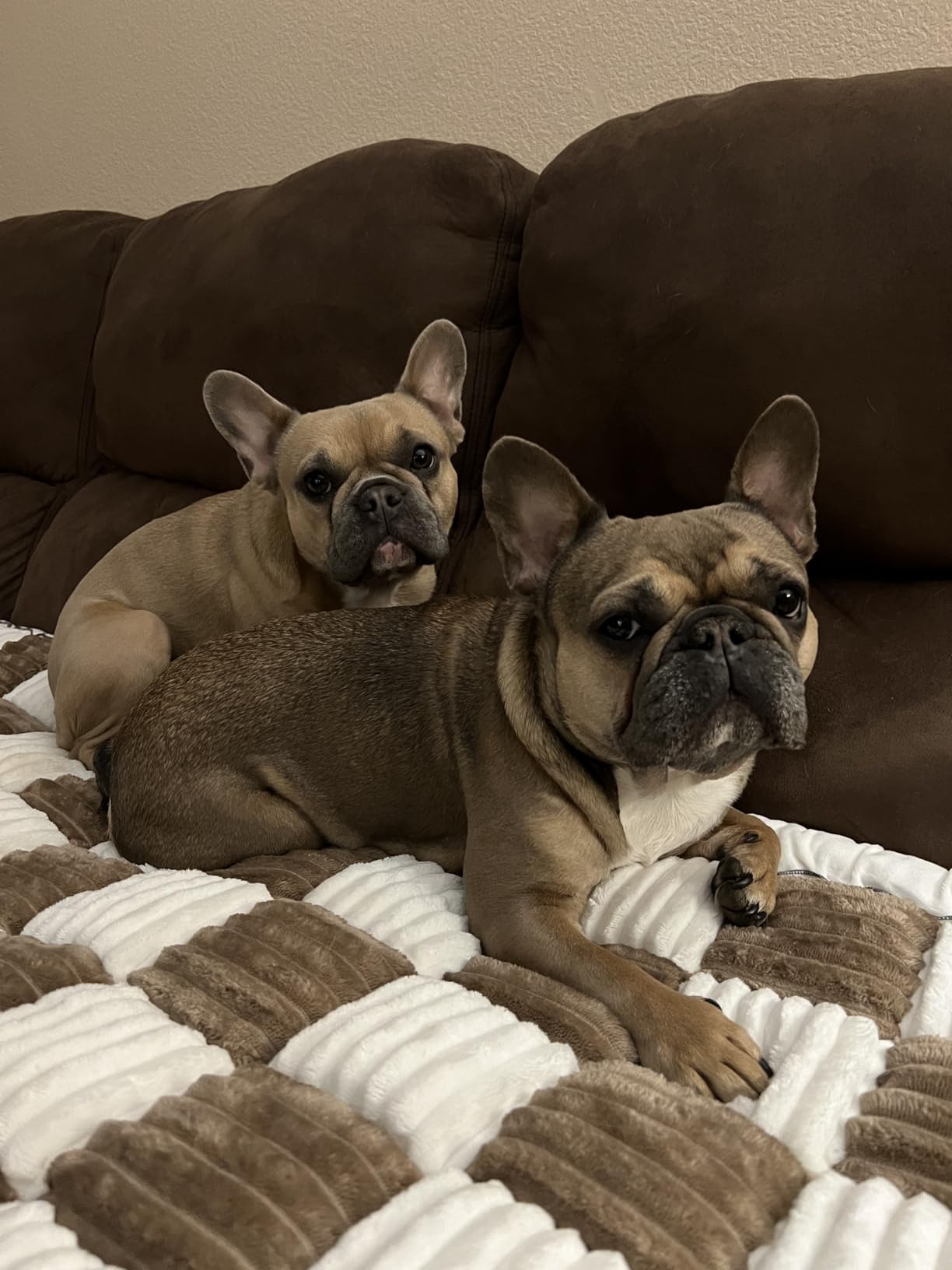 Pet Couch Cover