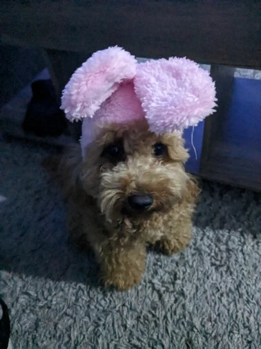 Pet Easter Bunny Ear