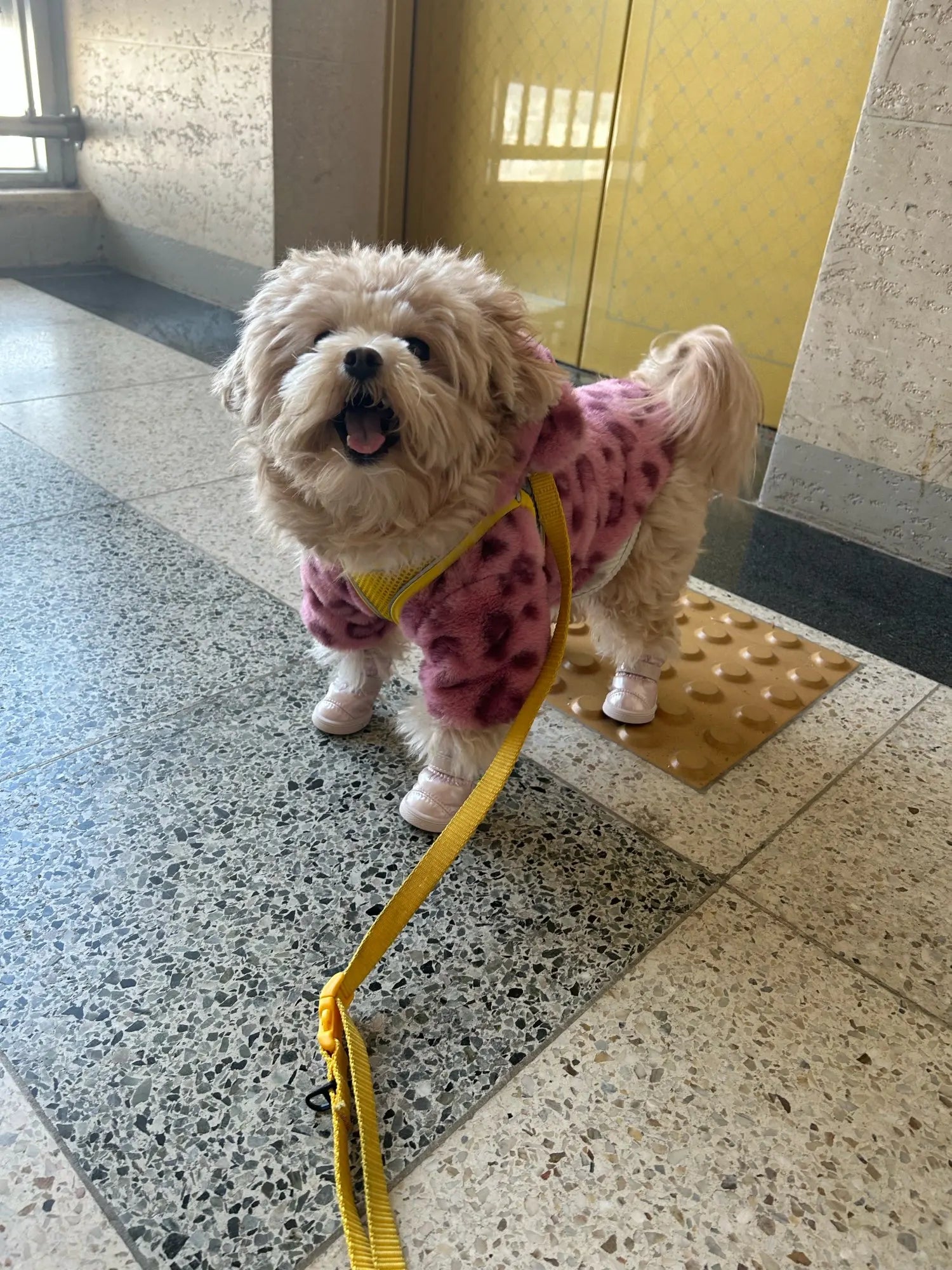 Leopard Print Pet Couture Hoodie