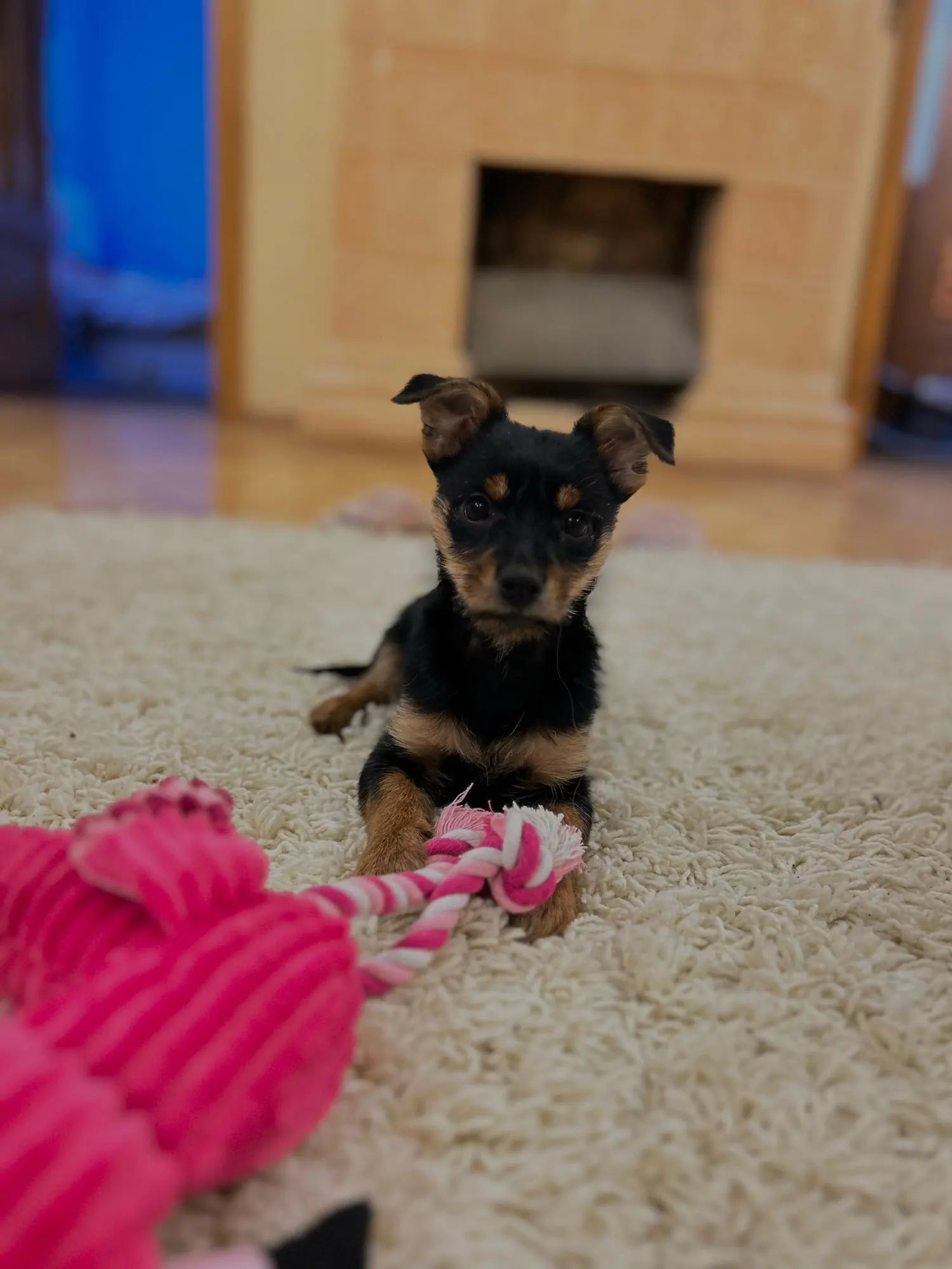 Cute Plush Flamingo Squeaky Toy