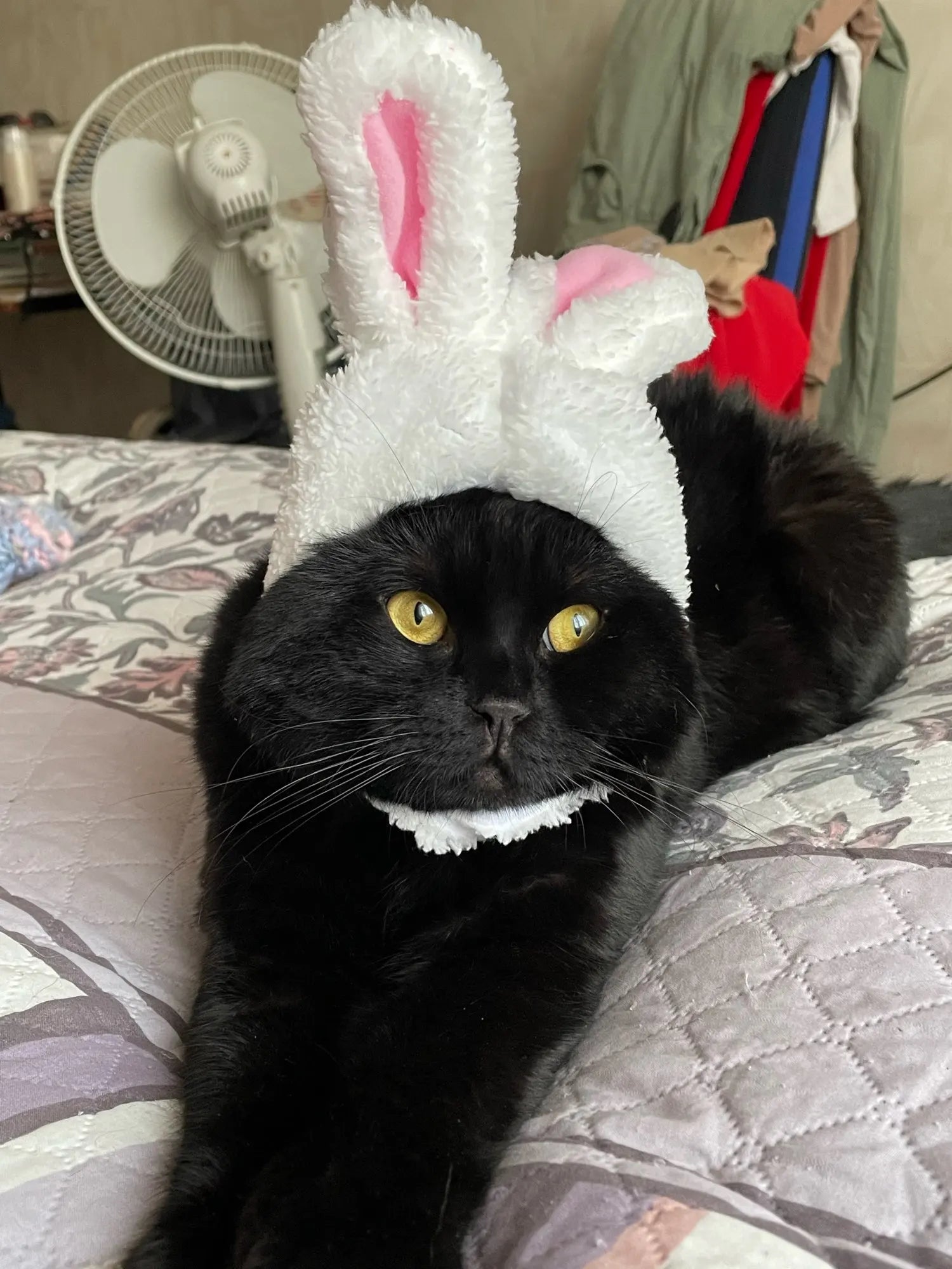 Pet Easter Bunny Ear