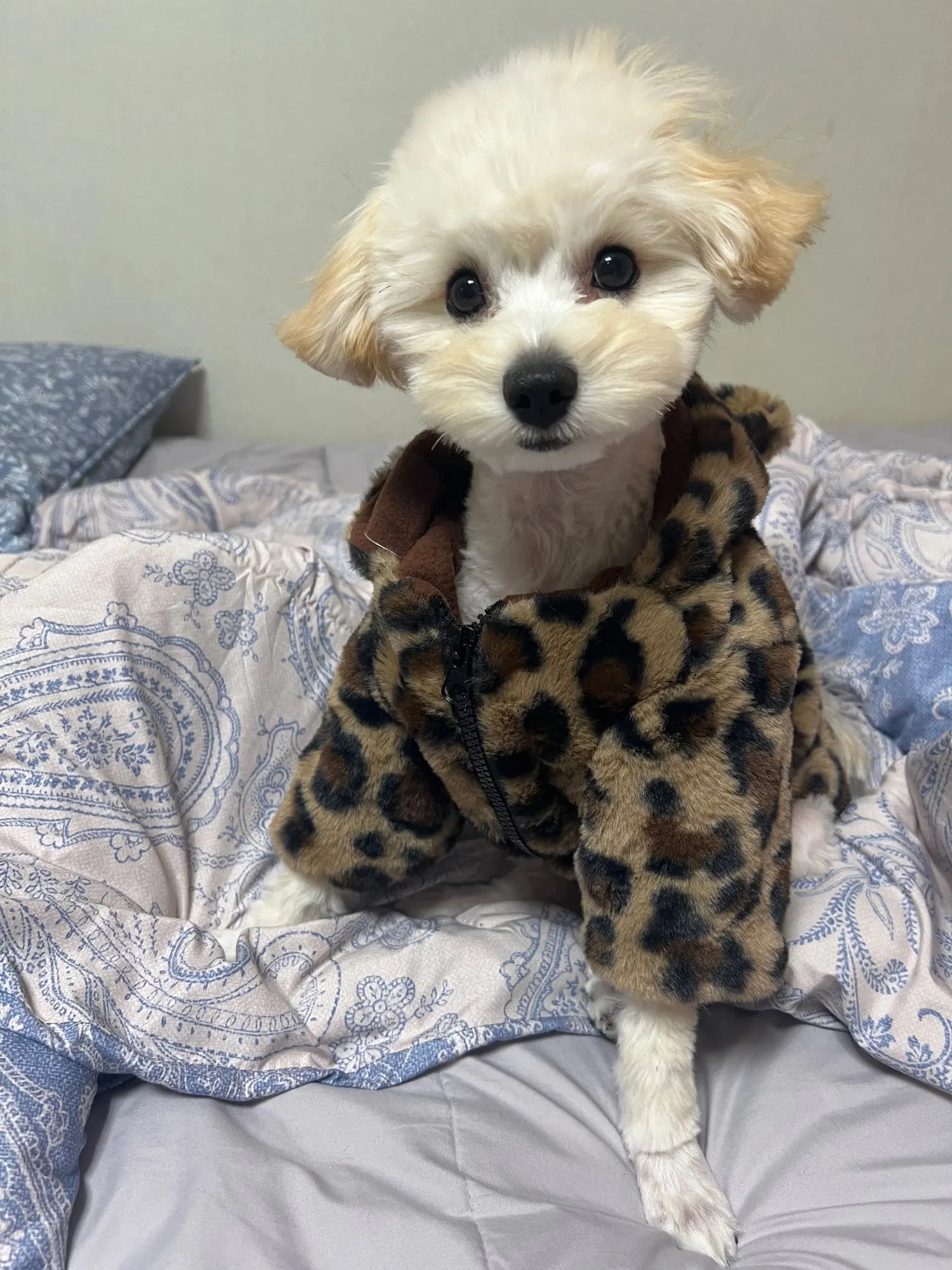 Leopard Print Pet Couture Hoodie