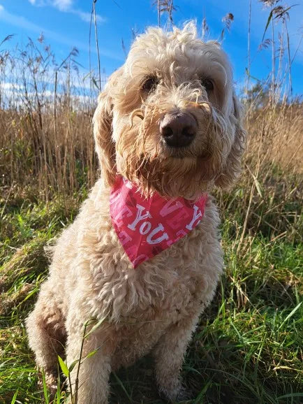Valentine's Day Heart and Kiss Print Pet Bandana