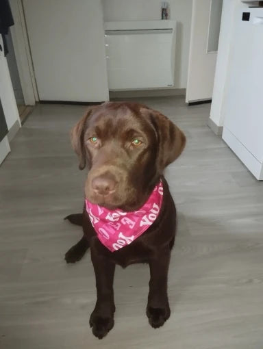 Valentine's Day Heart and Kiss Print Pet Bandana